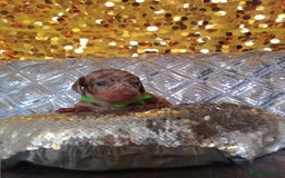 Miniature Dachshund dogs for sale: 7 MINIATURE DUSCHUND PUPPIES 🐶  - Image 22