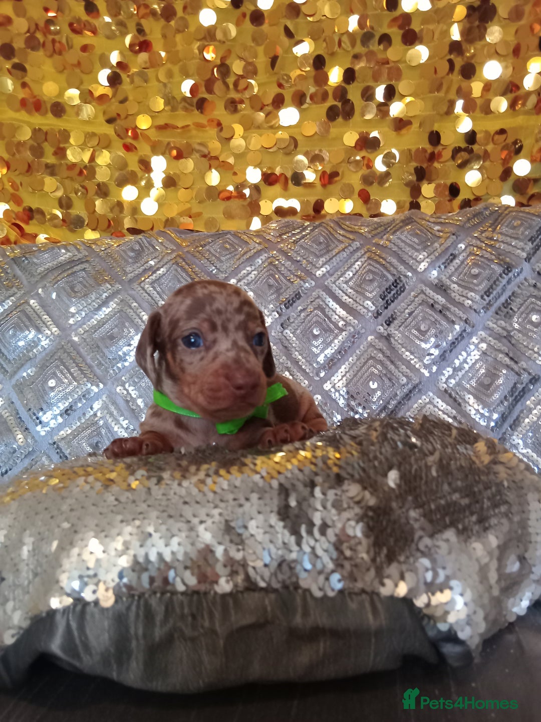 Miniature Dachshund dogs for sale: 7 MINIATURE DUSCHUND PUPPIES 🐶  - Image 22
