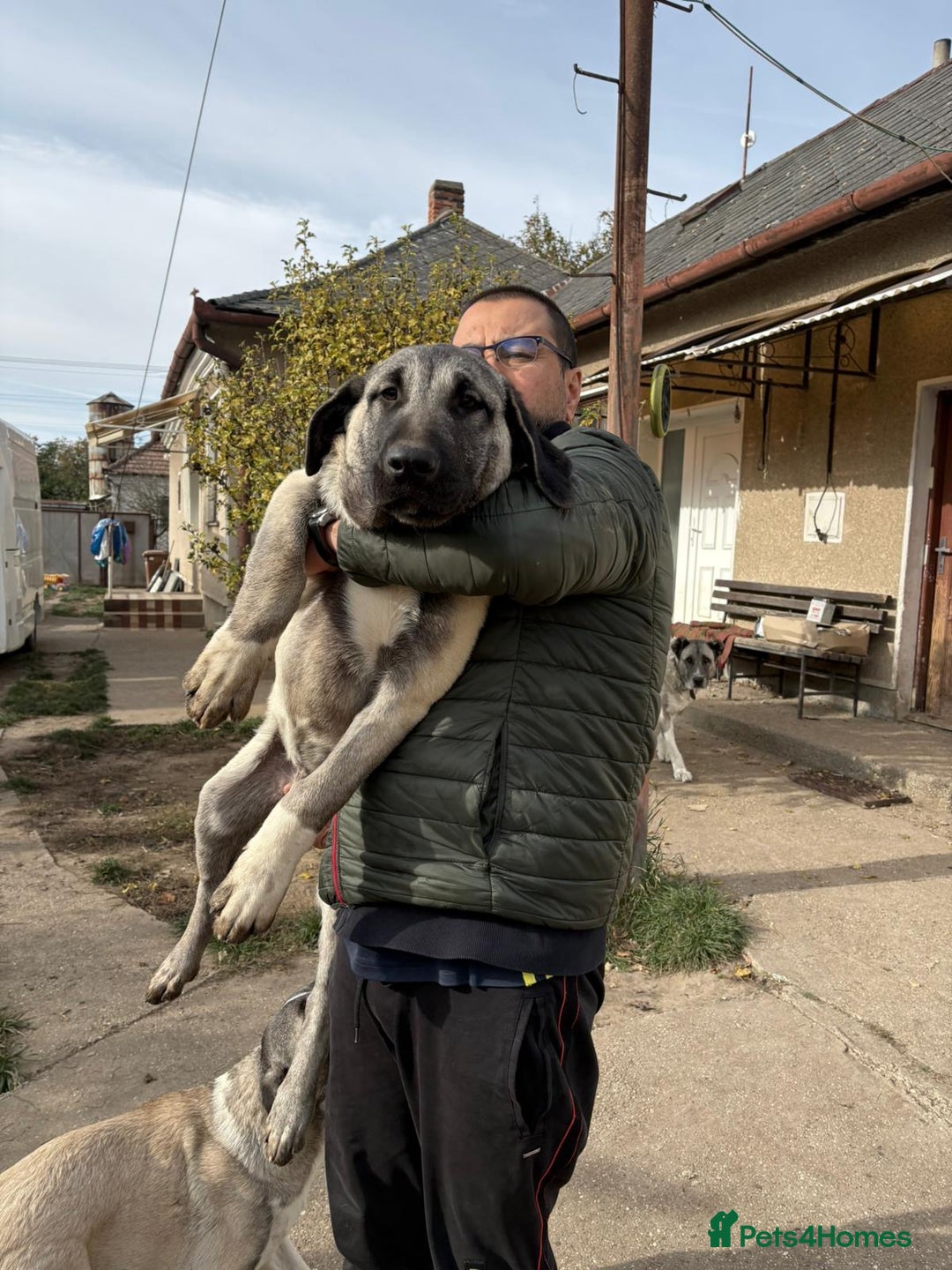 Anatolian Shepherd dogs for sale: Anatolian Shepherd(Malakli) - Image 12
