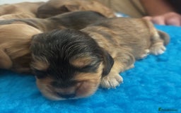 Cockapoo dogs for sale: 👑 Stunning F1 Cockapoo puppies 👑 - Image 1