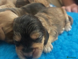 Cockapoo dogs - Advert 2