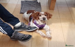 Brittany Spaniel dogs for adoption: Cronos a wonderful Brittany - Image 3
