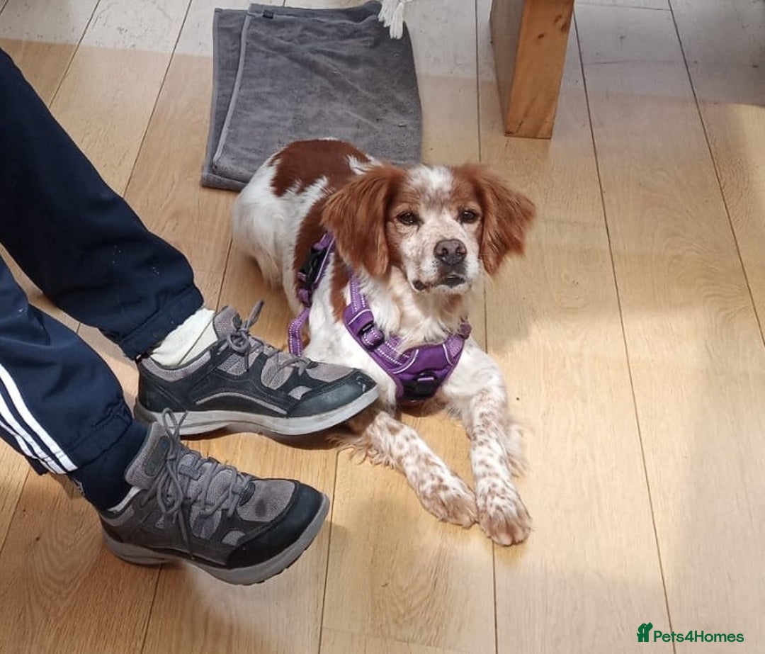 Brittany Spaniel dogs for adoption: Cronos a wonderful Brittany - Image 3