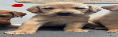 Labrador Retriever 5