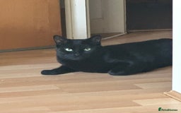 British Shorthair cats for sale: Male Adult Black British shorthair cat - Image 1