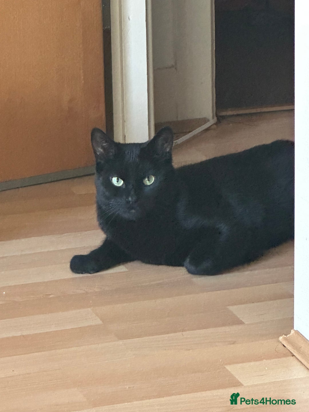 British Shorthair cats for sale: Male Adult Black British shorthair cat - Image 1