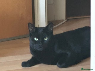 British Shorthair cats for sale - Advert 1