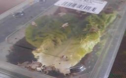 Snails invertebrates for sale: African Land Snail babies - Image 2