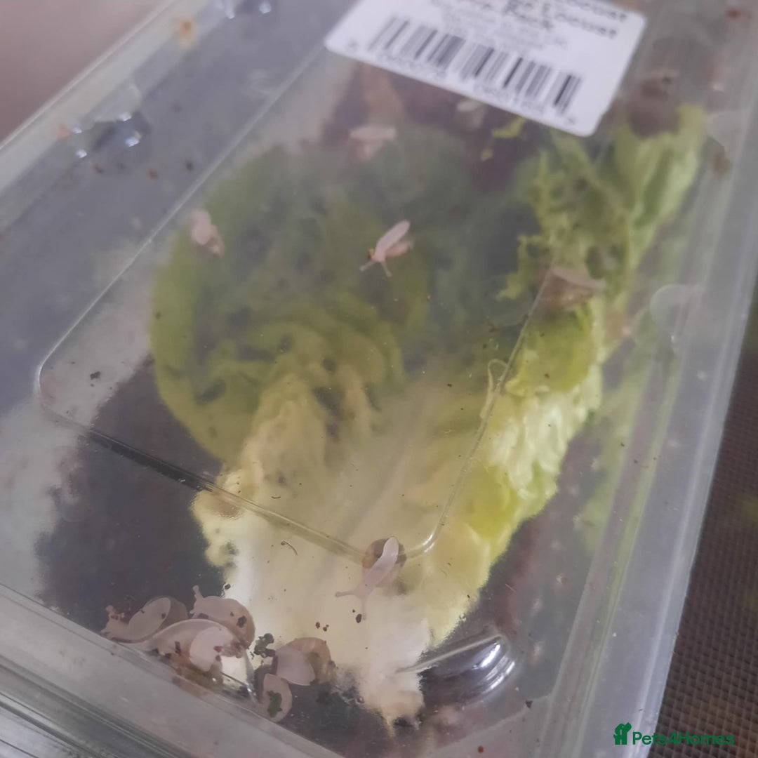 Snails invertebrates for sale: African Land Snail babies - Image 2
