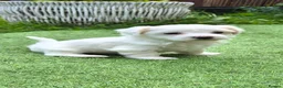 Maltese dogs for sale: Sold  - Advert 3