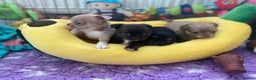 Chihuahua dogs for sale: KC Reg Chihuahuas 3 Boys/1 Girl Short & Long coat - Advert 1