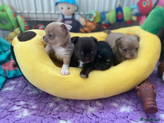 Chihuahua dogs KC Reg Chihuahuas 3 Boys/1 Girl Short & Long coat - Advert 1