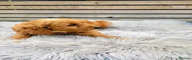 Cockapoo 3