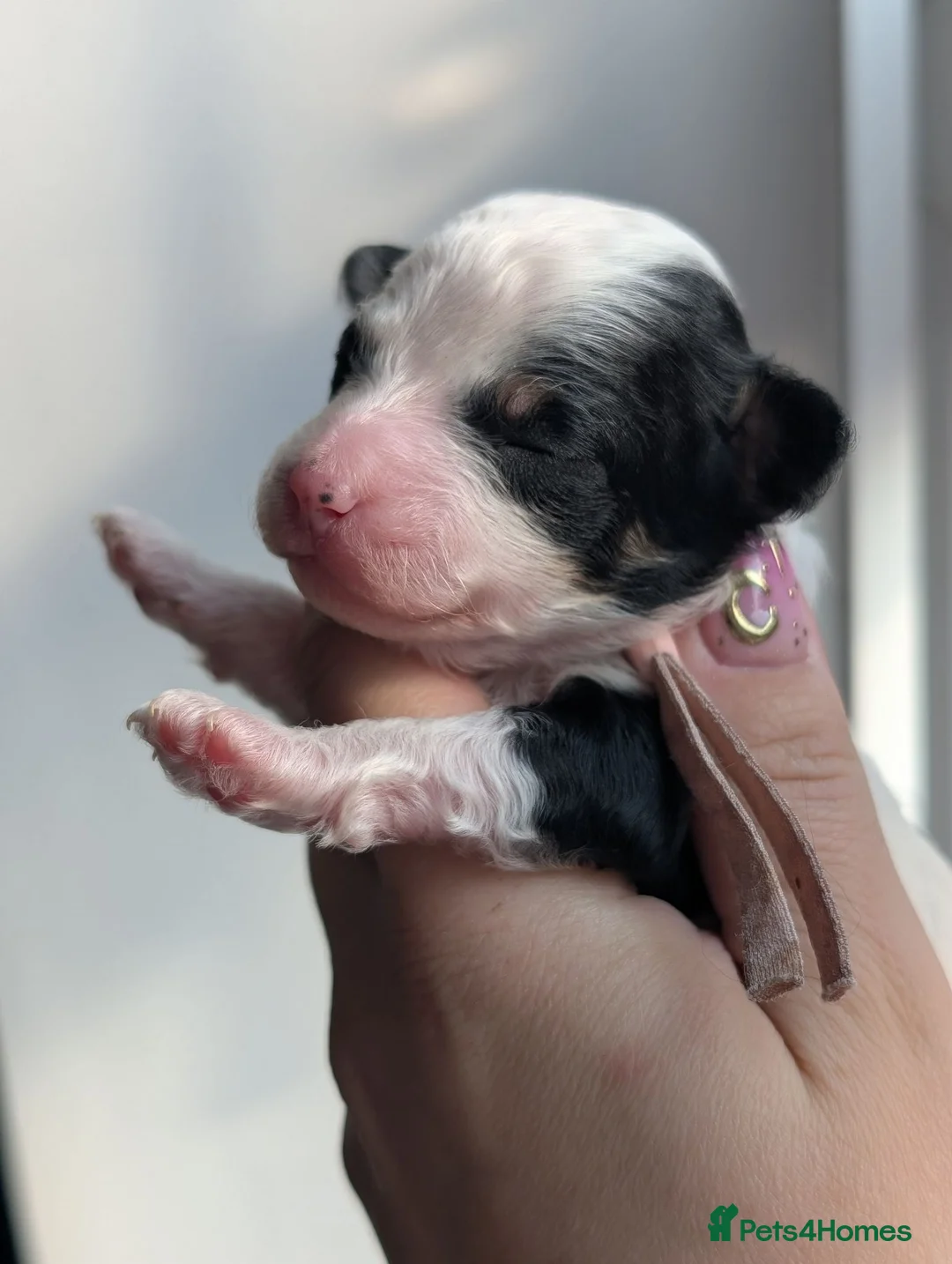 Toy Poodle dogs for sale: KC registered toy poodles  - Advert 1