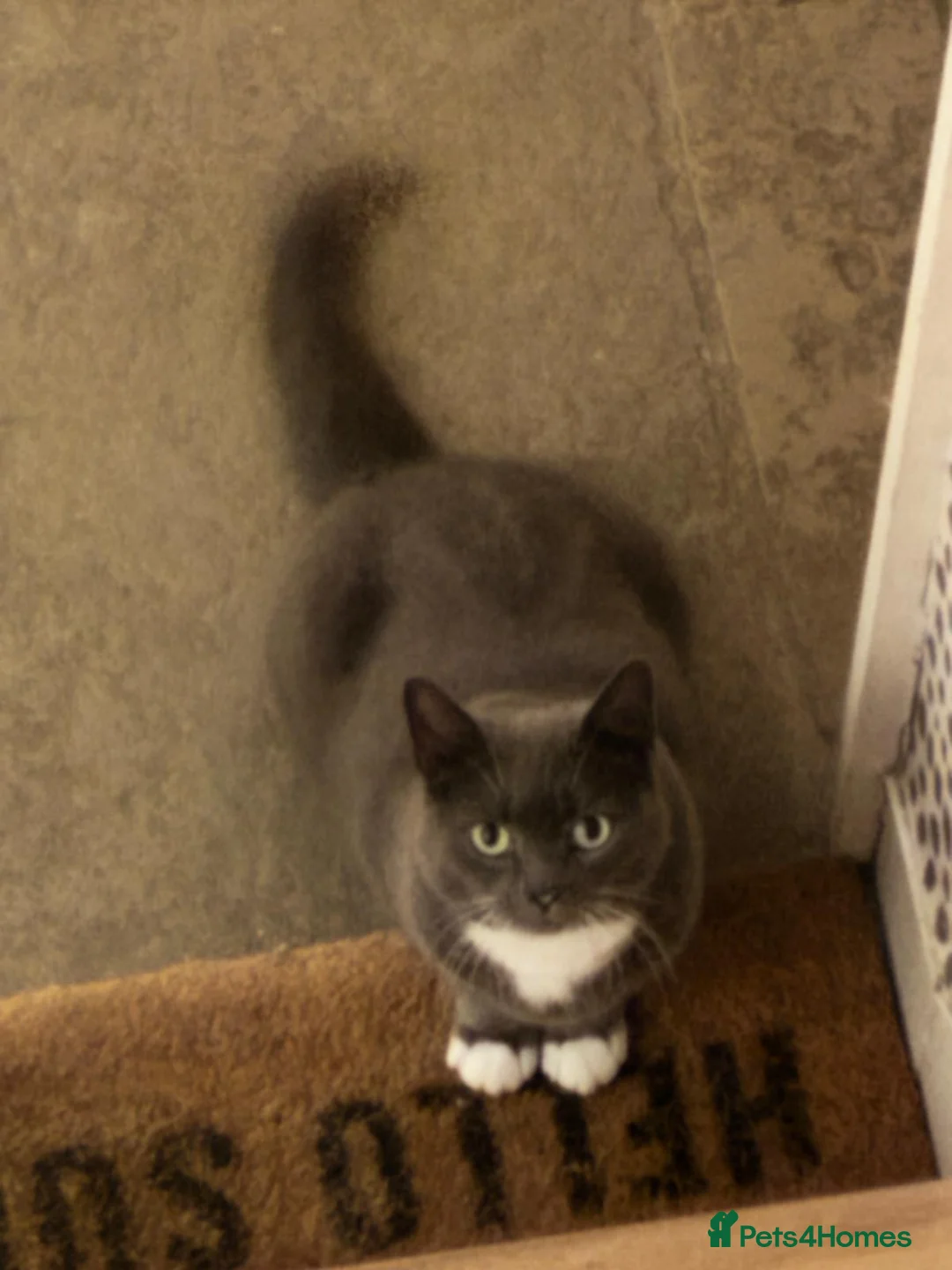 Mixed Breed cats for sale: Retirement home for beautiful grey girl  - Advert 2