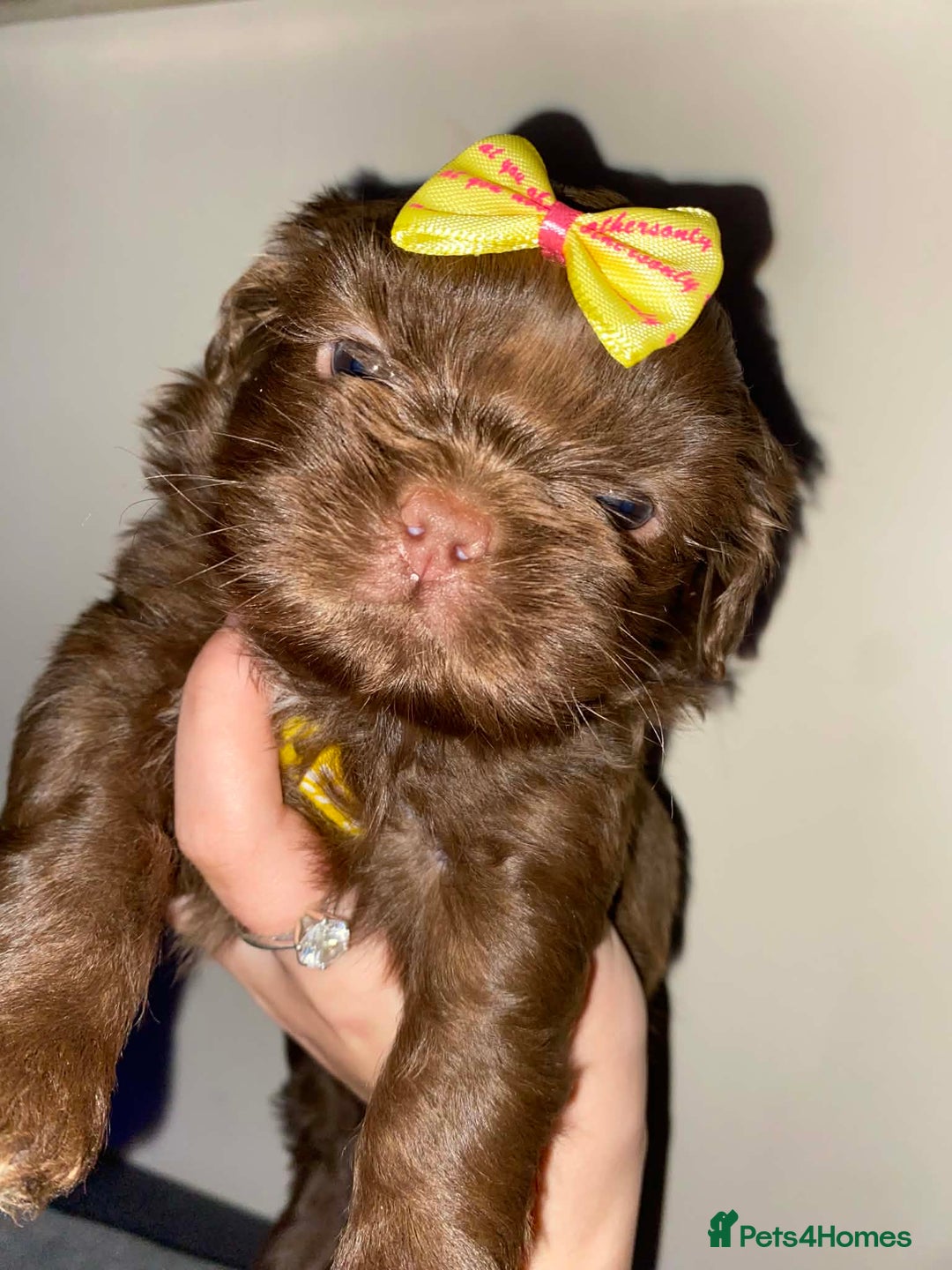 Shih Tzu dogs for sale: Shih Tzu Puppies For Sale  - Advert 37