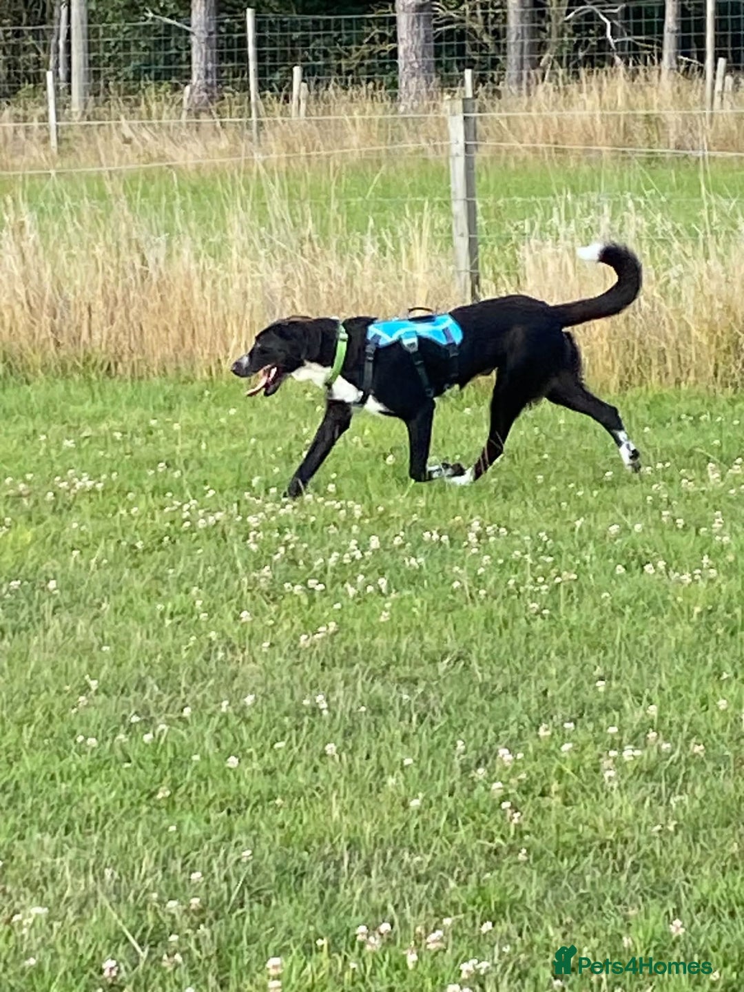 Mixed Breed dogs for adoption: Meet Sonny, currently residing in Fife - Image 4