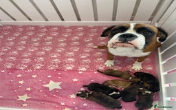 Boxer dogs for sale: Beautiful boxer puppies available  - Image 16
