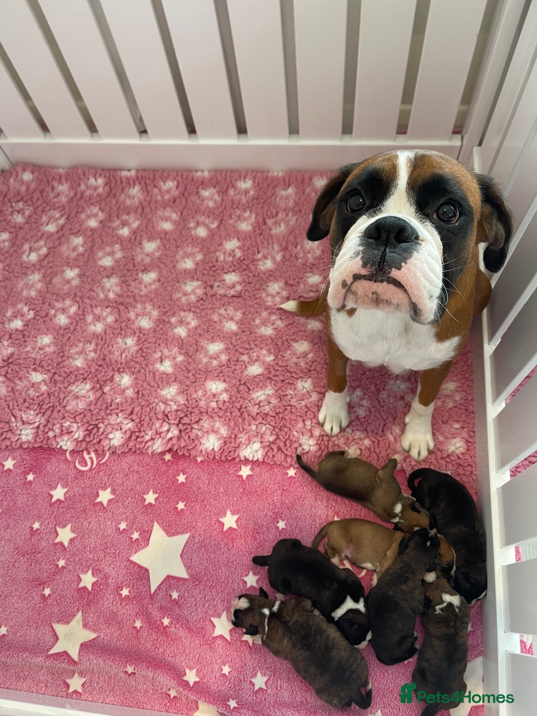 Boxer dogs for sale: Beautiful boxer puppies available  - Image 16