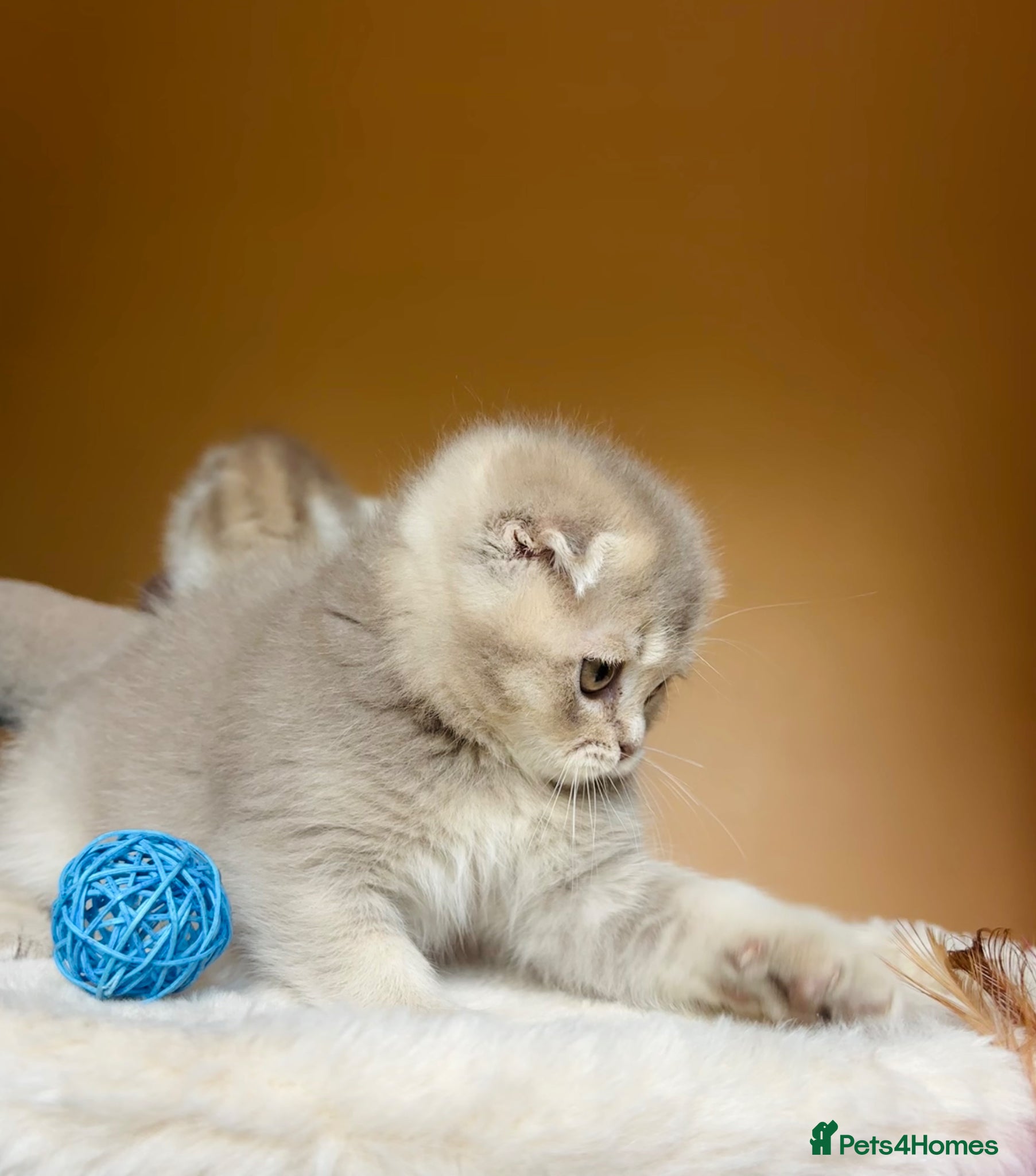 Scottish Fold cats Pedigree Adorable Scottish Fold Kittens  - Advert 7