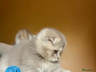 Scottish Fold cats Pedigree Adorable Scottish Fold Kittens - Advert 7