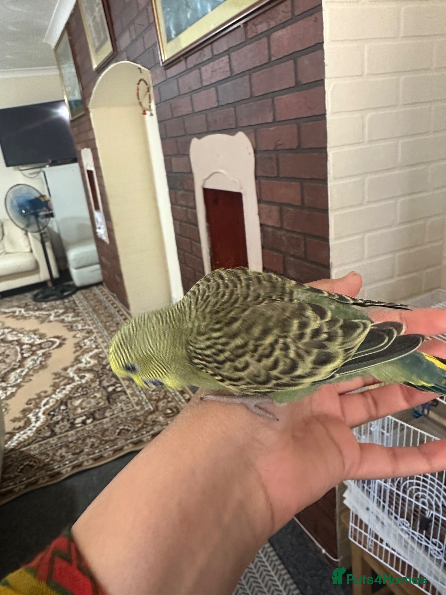 Budgerigars birds Lovely baby budgies - Advert 1