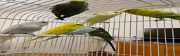 Budgerigars birds for sale: Baby Budgies for sale - Advert 4