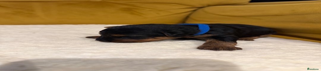 Welsh Terrier Puppy 1