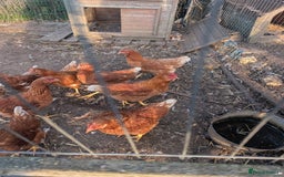 Mixed Breed birds for sale: Hybrid chickens 7 hens 2 cocks 19 weeks old - Image 1