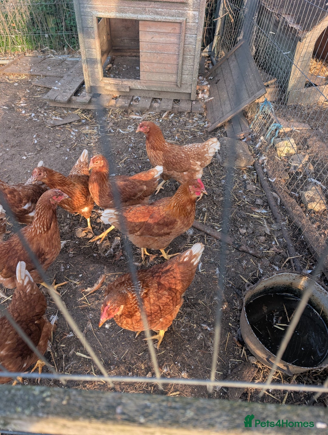 Mixed Breed birds for sale: Hybrid chickens 7 hens 2 cocks 19 weeks old - Image 1