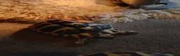Hermann Tortoise reptiles for sale: HERMANNS TORTOISES  - Advert 7