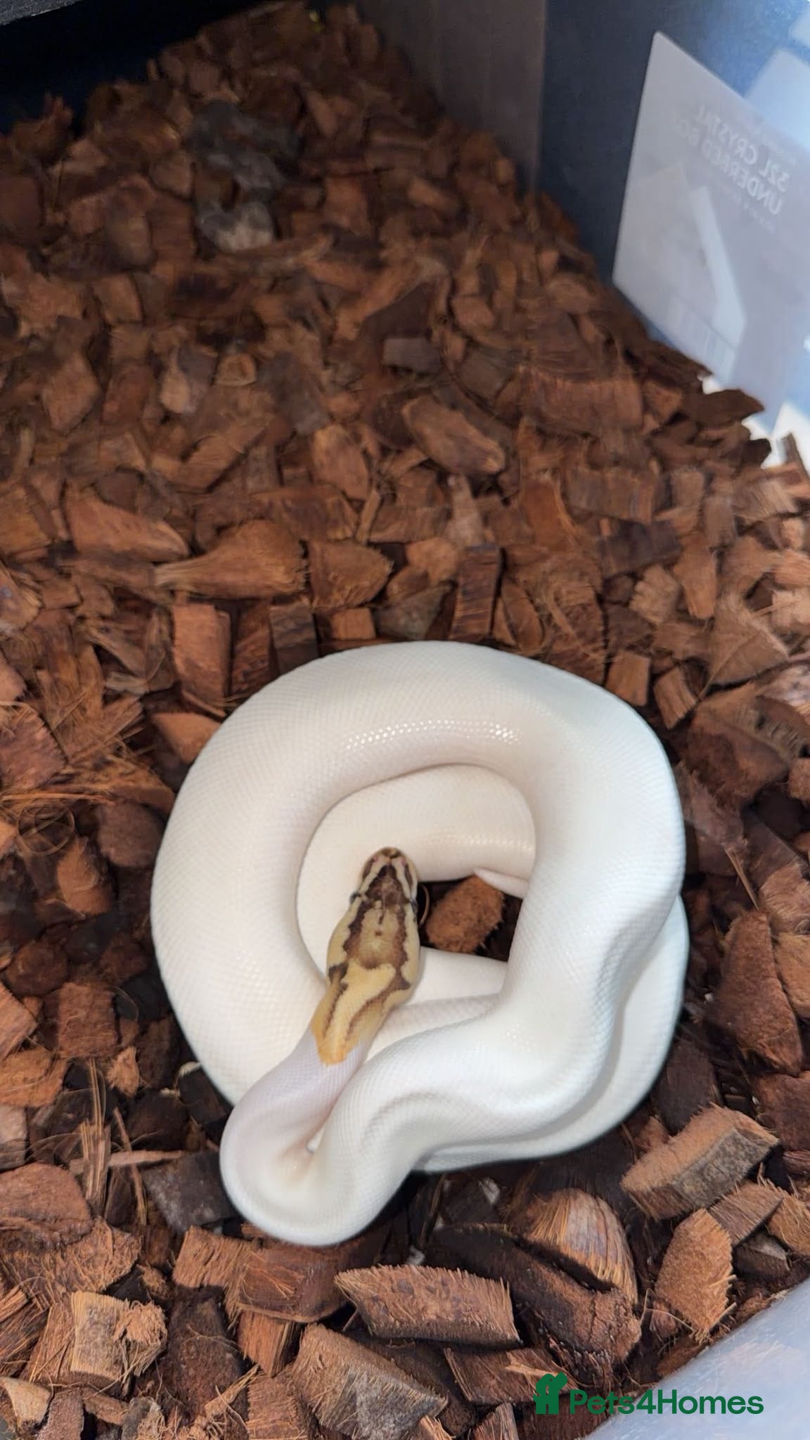 Python Snake reptiles 🐍 BALL PYTHON COLLECTION & FULL SETUP FOR SALE 🐍 - Advert 22