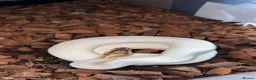 Python Snake reptiles for sale: 🐍 BALL PYTHON COLLECTION & FULL SETUP FOR SALE 🐍 - Advert 5