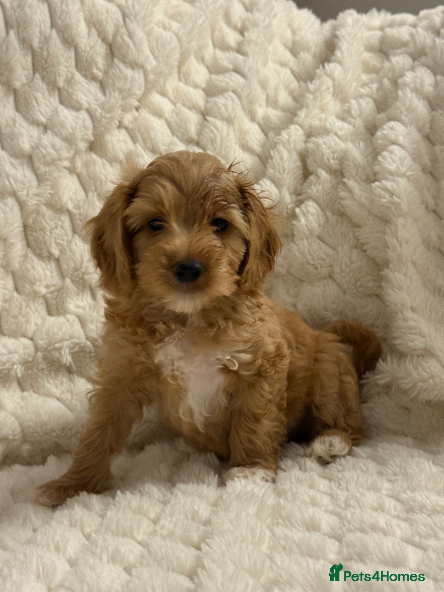 Cockapoo dogs ❤️COCKAPOO PUPPIES F1B❤️ - Advert 1