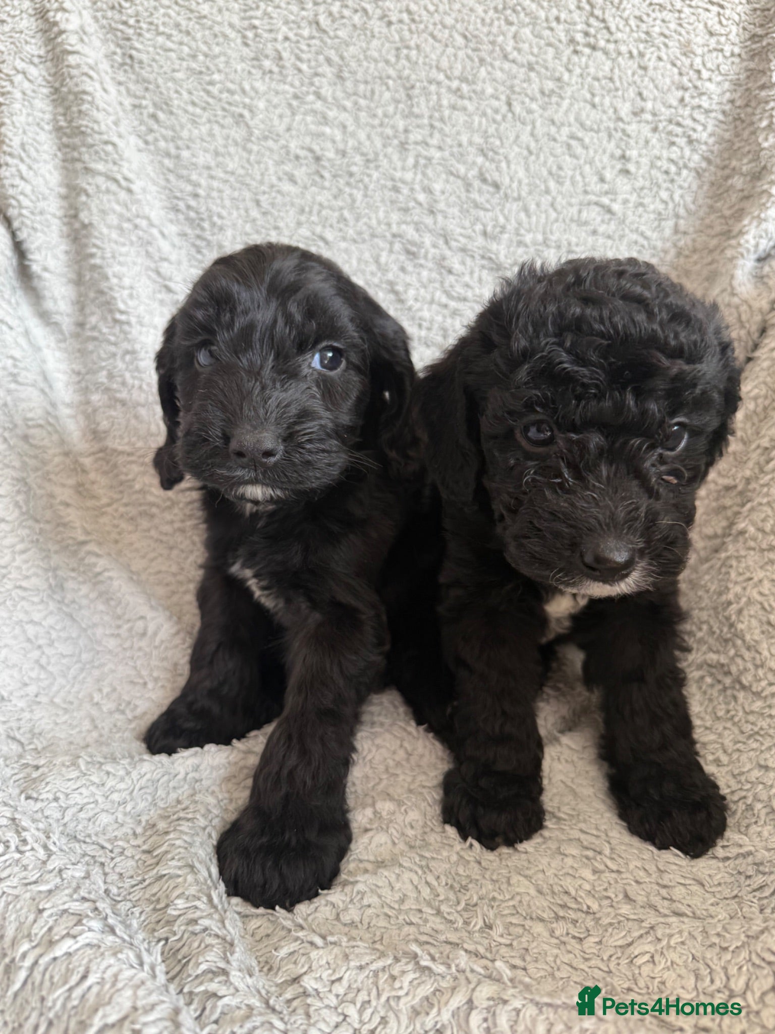 Cockapoo dogs Beautiful Cockapoo Puppies –2  Boys available  - Advert 10
