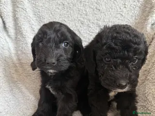 Cockapoo dogs Beautiful Cockapoo Puppies –2 Boys available - Advert 10