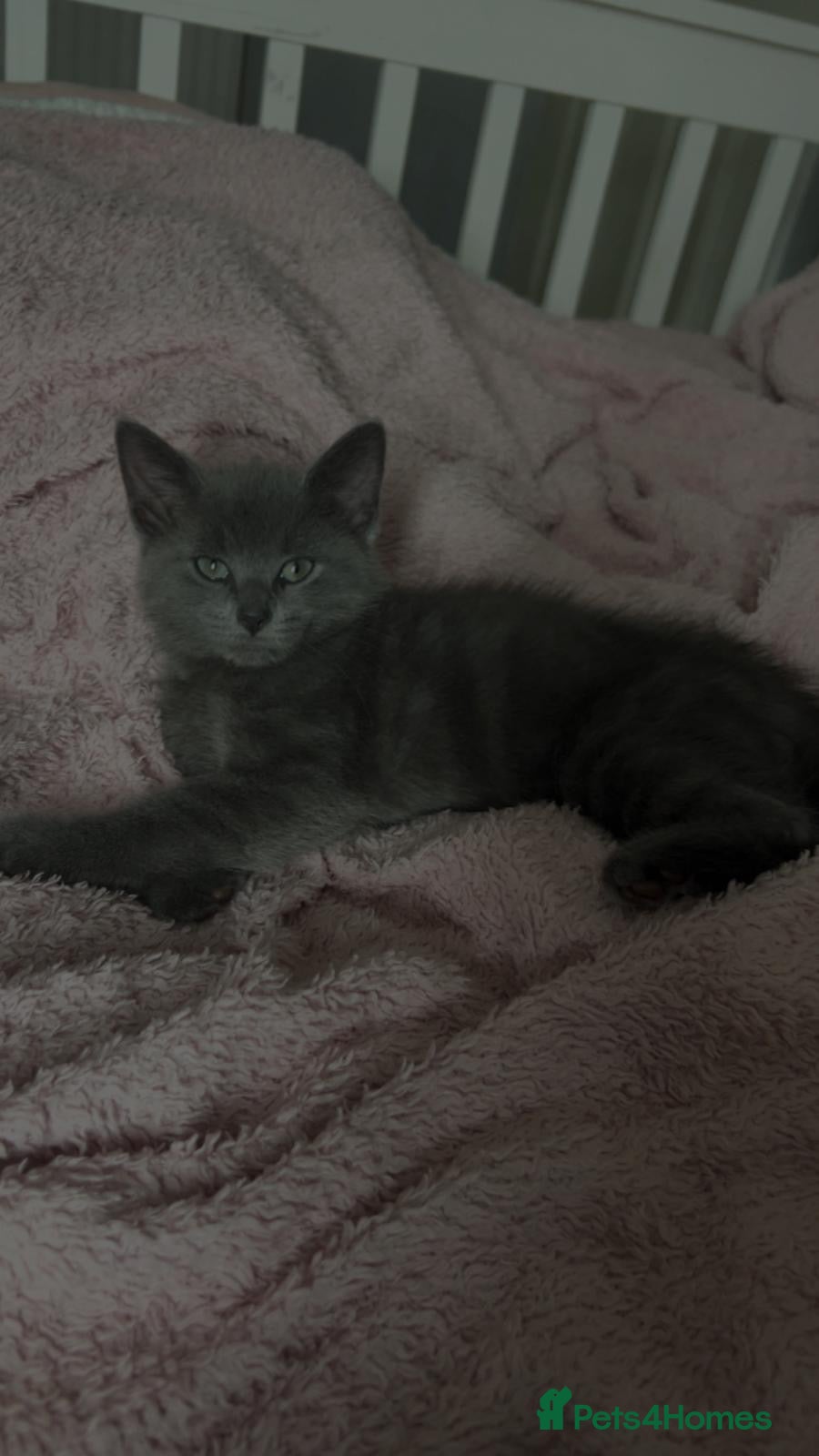British Shorthair cats 12 weeks old grey kitten  - Advert 3