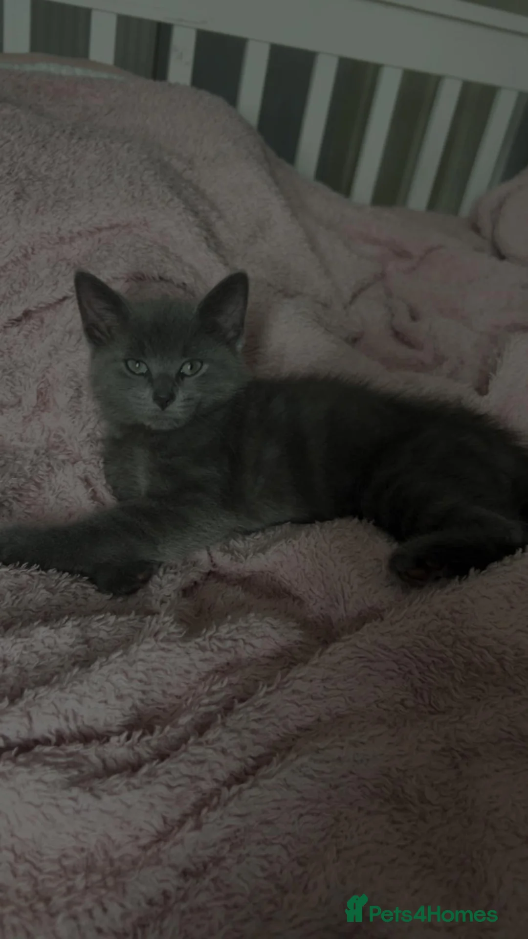 British Shorthair cats for sale: 12 weeks old grey kitten  - Advert 1