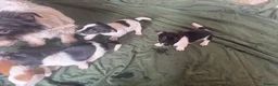 Jack Russell dogs for sale: Jack Russell puppies ready now small short legged - Advert 10