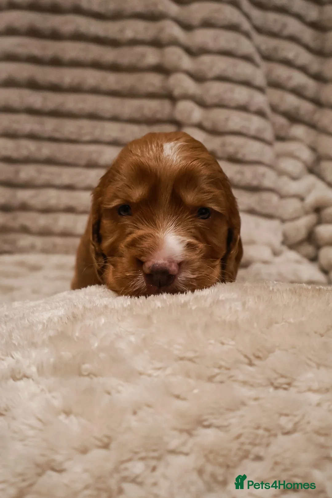 Cocker Spaniel dogs for sale: Cocker Spaniel Puppies - Advert 12