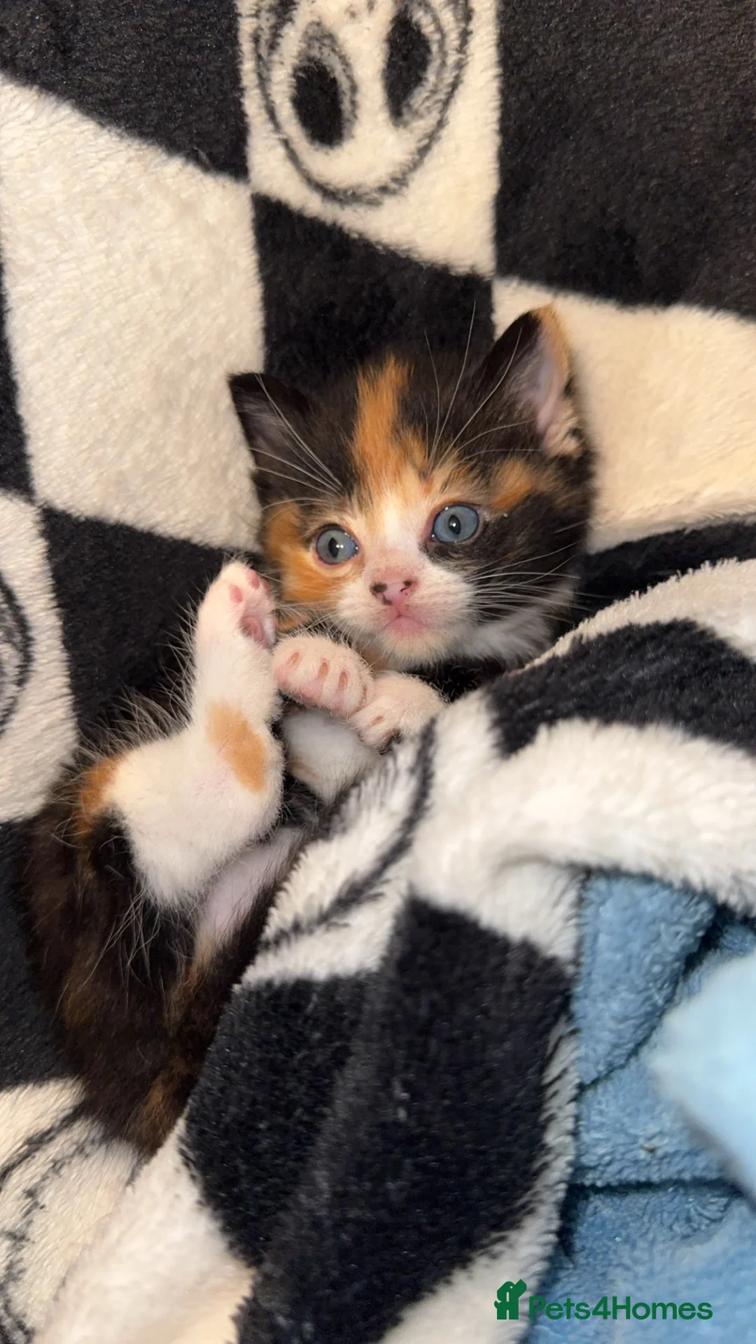 Mixed Breed cats for sale: 3 kittens for sale in Mitcham - Advert 3