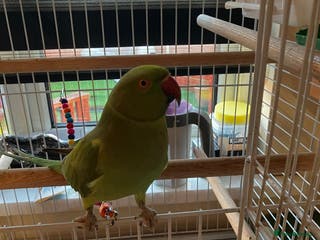 Parakeets birds parakeet - Advert 1