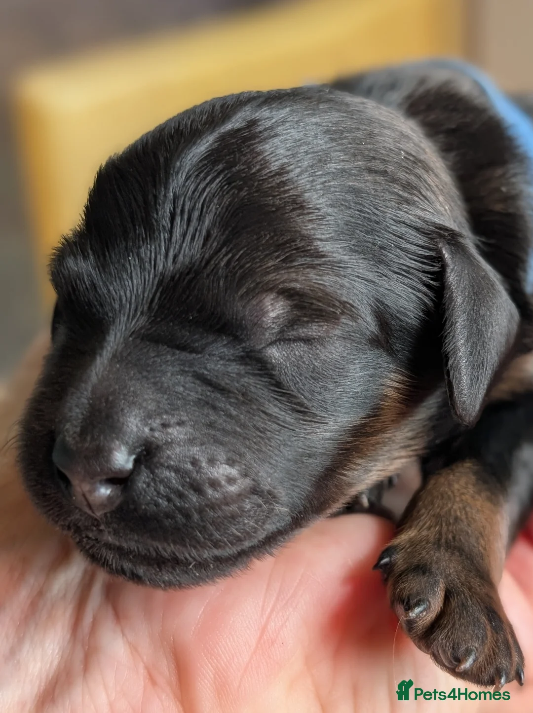 Mixed Breed dogs for sale: Rottweiler x standard poodle Rottle F1b - Advert 9