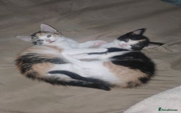 Domestic Shorthair cats for sale: Kitten & cat for sale - Image 5