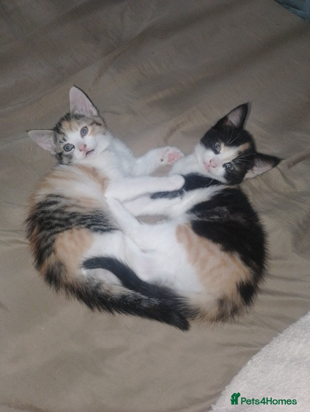 Domestic Shorthair cats for sale: Kitten & cat for sale - Image 5