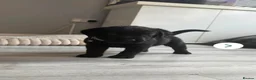 Labrador Retriever dogs for sale: Black Labrador puppies  - Advert 7