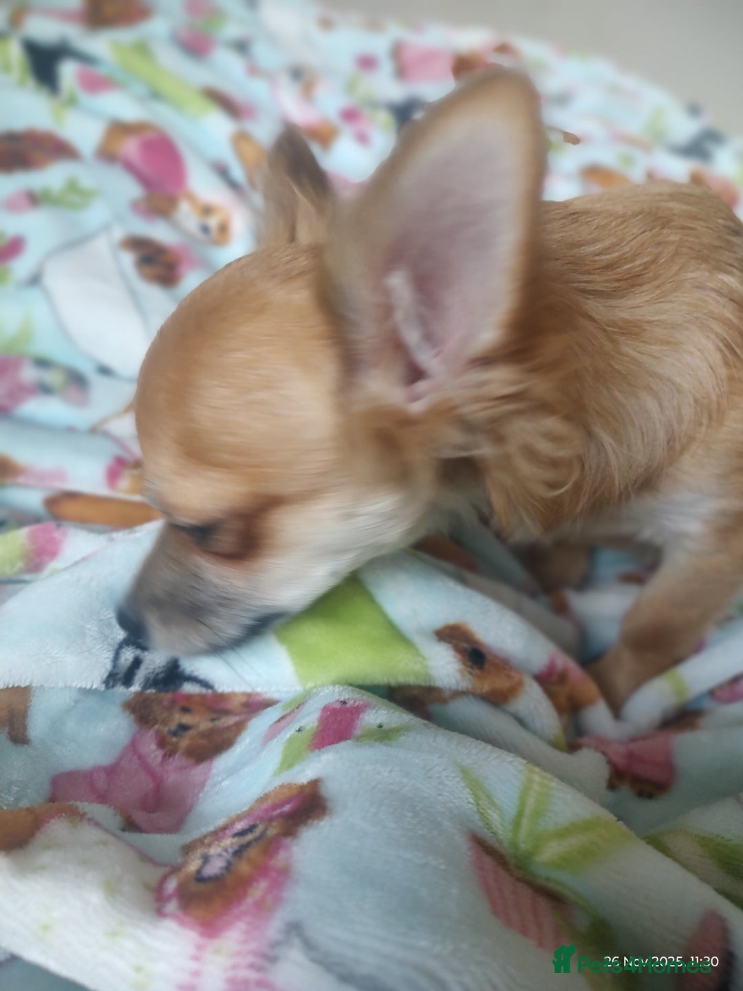 Chihuahua dogs for sale: Adorable Loving hand reared ready now Chihuahuas - Advert 23