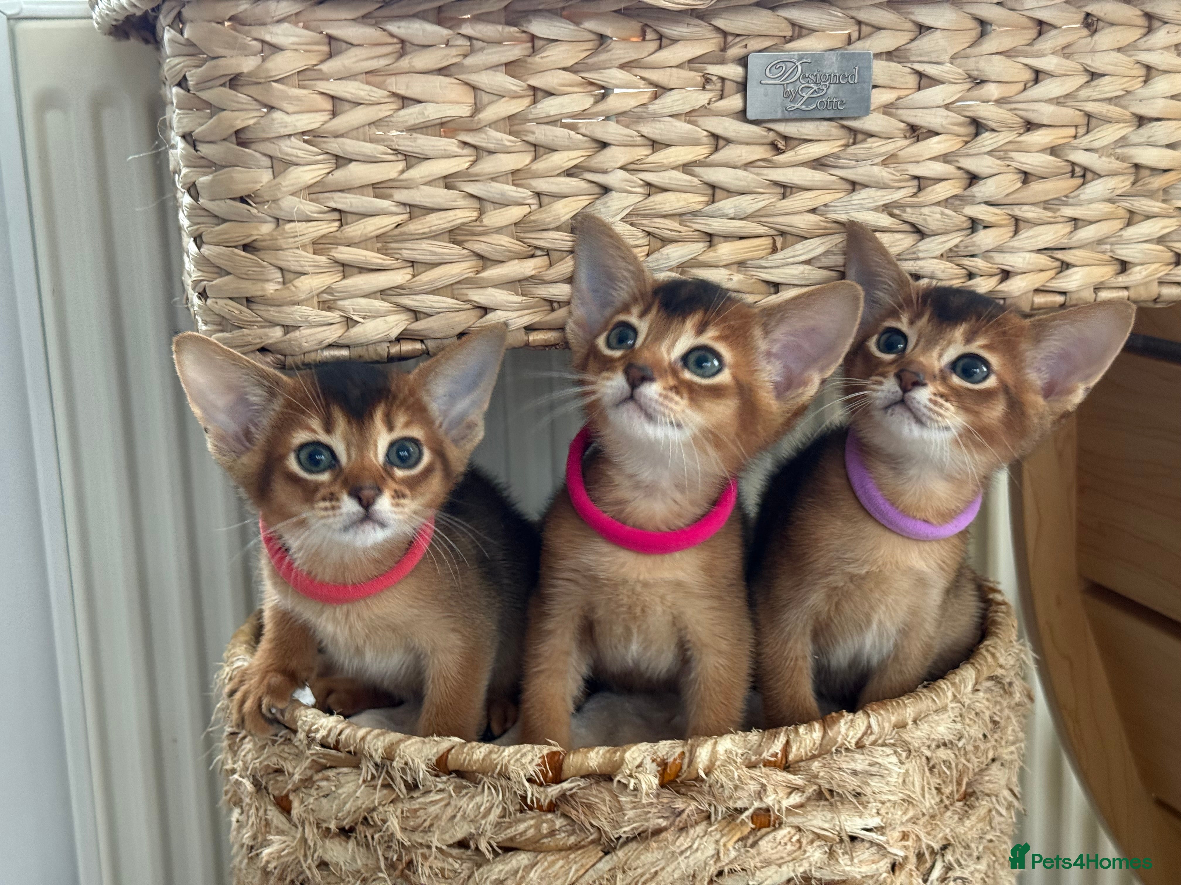 Abyssinian cats Champions parents kittens GCCF registered  - Advert 8