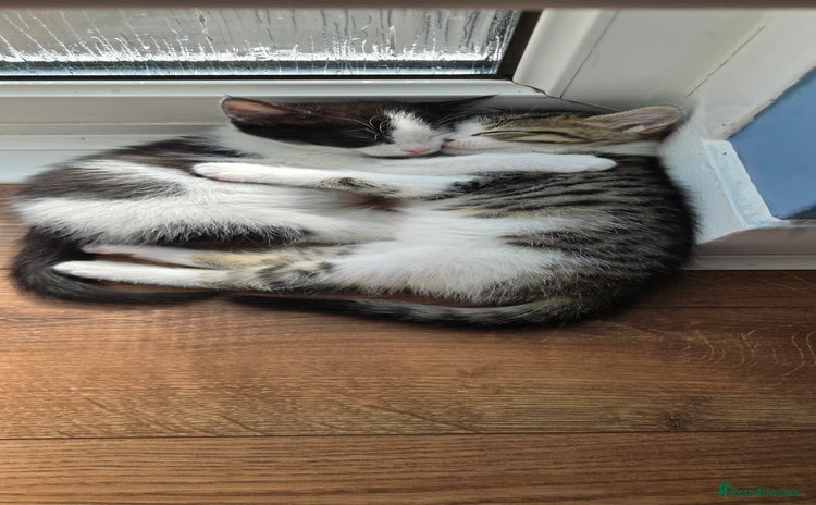 Mixed Breed cats - Advert 5