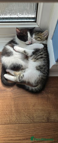 Mixed Breed cats - Advert 15